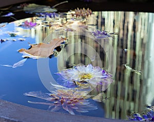 Autumn flowers in water