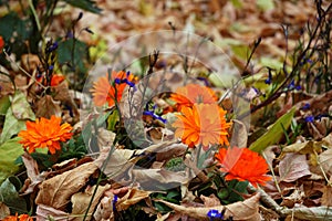 Autumn flowers and withered leaves