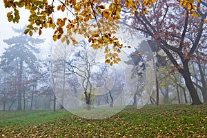 Autumn fog