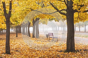 Autumn foggy city park on cityscape