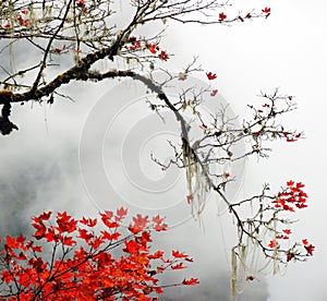 Autumn foggy day in mountains