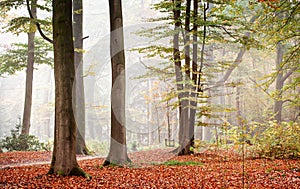 Autumn Foggy Forest