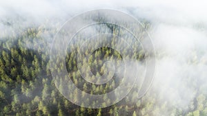 Autumn Foggy Forest With Colorful Trees In Mist Clouds Aerial View. Nature Landscape Of Woodland In Fog