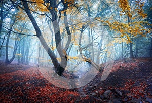 Autumn foggy forest. Mystical autumn forest in blue fog