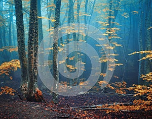 Autumn foggy forest. Mystical autumn forest in blue fog