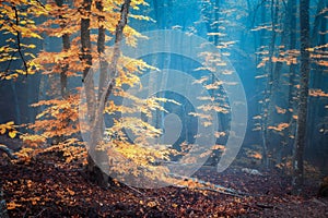 Autumn foggy forest. Mystical autumn forest in blue fog