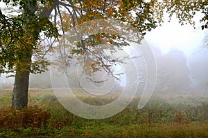 Autumn foggy forest and yellowed leaves