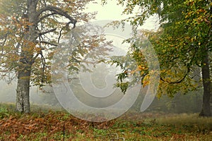 Autumn foggy forest and yellowed leaves