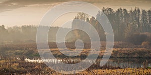 Autumn foggy landscape. panoramic view of the overgrown river with coastal reeds and trees in the morning twilight haze