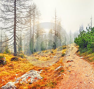 Autumn foggy landscape with pinetrees and larches in mountains