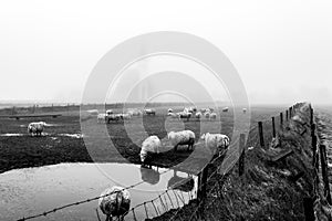 Autumn foggy morning, sheep in front of the church of Den Hoorn on Texel island in the Netherlands