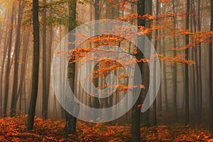 Autumn foggy mystical forest, fall colors nature background