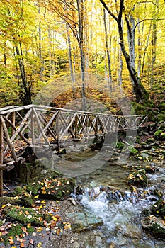 Autumn foliage