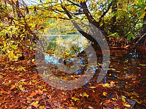 autumn foliage in acity park in milan