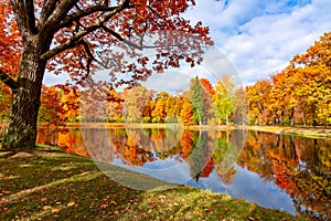 Autumn foliage in Alexander park, Pushkin Tsarskoe Selo, Saint Petersburg, Russia