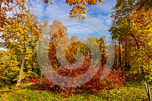 Autumn foliage in Alexander park, Pushkin Tsarskoe Selo, Saint Petersburg, Russia