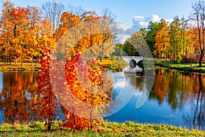 Autumn foliage in Alexander park, Tsarskoe Selo Pushkin, Saint Petersburg, Russia