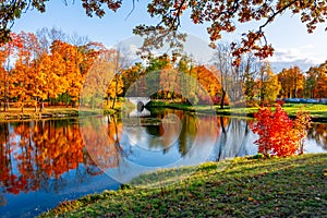 Autumn foliage in Alexander park, Tsarskoe Selo Pushkin, Saint Petersburg, Russia