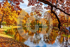 Autumn foliage in Alexander park, Tsarskoe Selo Pushkin, Saint Petersburg, Russia