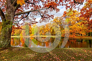 Autumn foliage in Alexander park, Tsarskoe Selo Pushkin, Saint Petersburg, Russia