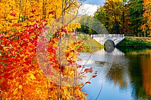 Autumn foliage in Alexander park, Tsarskoe Selo Pushkin, Saint Petersburg, Russia