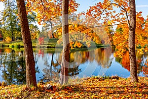 Autumn foliage in Alexander park, Tsarskoe Selo Pushkin, St. Petersburg, Russia