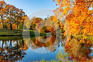 Autumn foliage in Alexander park, Tsarskoe Selo Pushkin, St. Petersburg, Russia