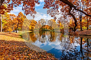 Autumn foliage in Alexander park, Tsarskoe SeloPushkin, Saint Petersburg, Russia