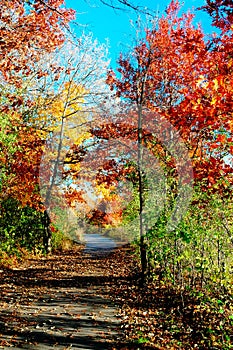 Autumn foliage along a soil path.