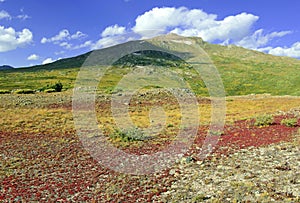 Autumn foliage - Alpine tundra in fall colors, Rocky Mountains, USA