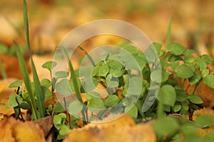 Autumn foliage as background