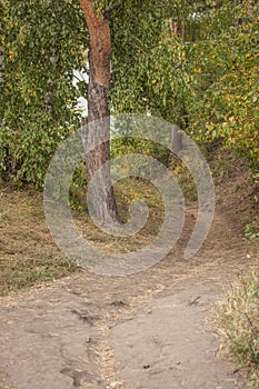 Autumn foliage on autumn forest path