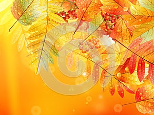Autumn foliage background.