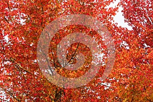 Autumn foliage background. Red maple leaves on tree