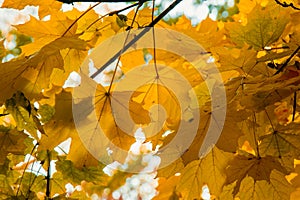 Autumn foliage of bright orange color through which rays of the sun break through. Beautiful scenery with warm-colored trees and a photo