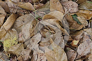 Autumn foliage brown