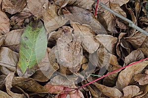 Autumn foliage brown