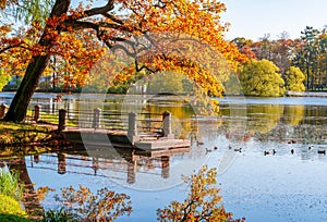 Autumn foliage in Catherine park, Pushkin Tsarskoe Selo, Saint Petersburg, Russia