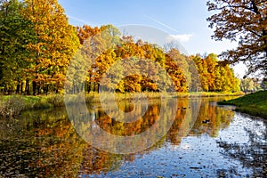 Autumn foliage in Catherine park, Pushkin Tsarskoe Selo, Saint Petersburg, Russia