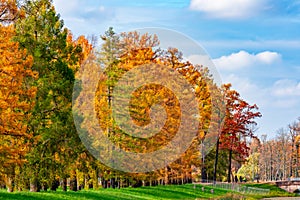 Autumn foliage in Catherine park, Pushkin Tsarskoe Selo, Saint Petersburg, Russia