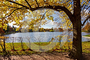 Autumn foliage in Catherine park, Pushkin Tsarskoe Selo, Saint Petersburg, Russia