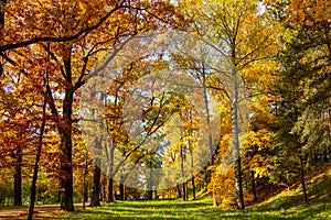 Autumn foliage in Catherine park, Pushkin Tsarskoe Selo, Saint Petersburg, Russia