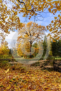Autumn foliage in Catherine park, Pushkin Tsarskoe Selo, Saint Petersburg, Russia