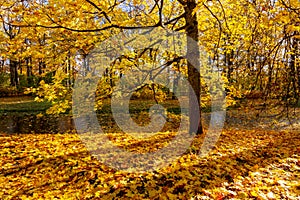 Autumn foliage in Catherine park, Pushkin (Tsarskoe Selo), Saint Petersburg, Russia