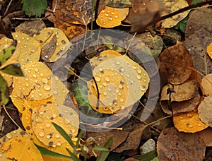 Autumn Foliage in Colorado