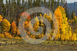 Autumn Foliage in Colorado