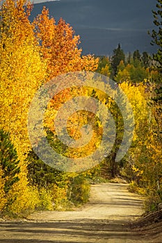 Autumn Foliage in Colorado