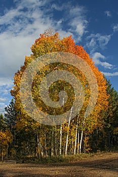 Autumn Foliage in Colorado
