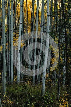 Autumn Foliage in Colorado