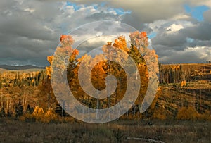 Autumn Foliage in Colorado